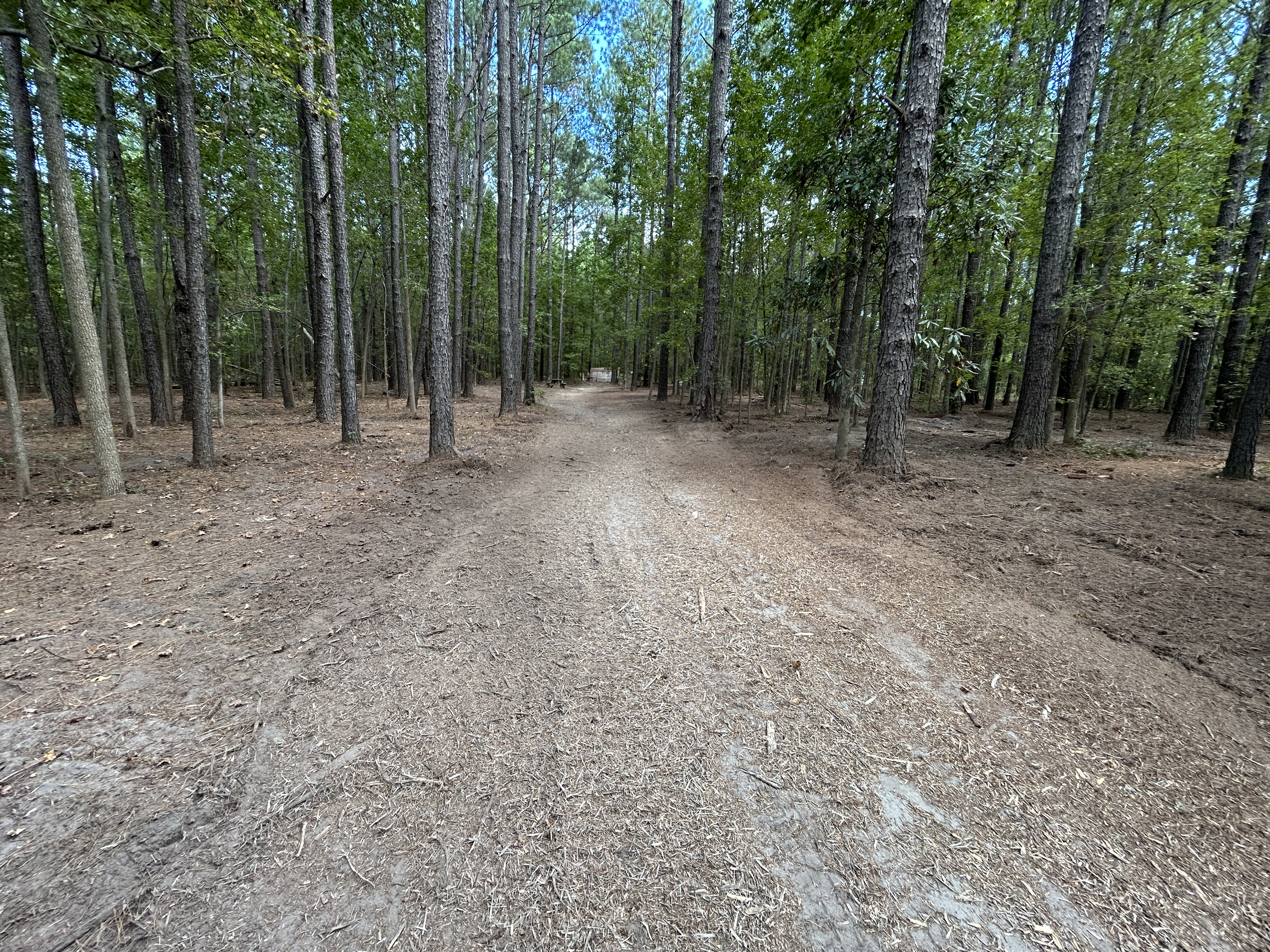 Underbrush clearing on an overgrown property near Savannah, GA